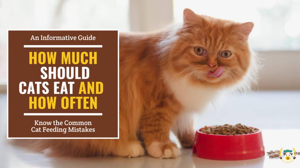 How Much Should Cats Eat and How Often