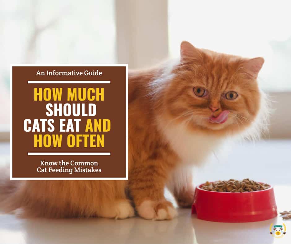 How Often Should You Feed Your Cats? Proper Cat Nutrition
