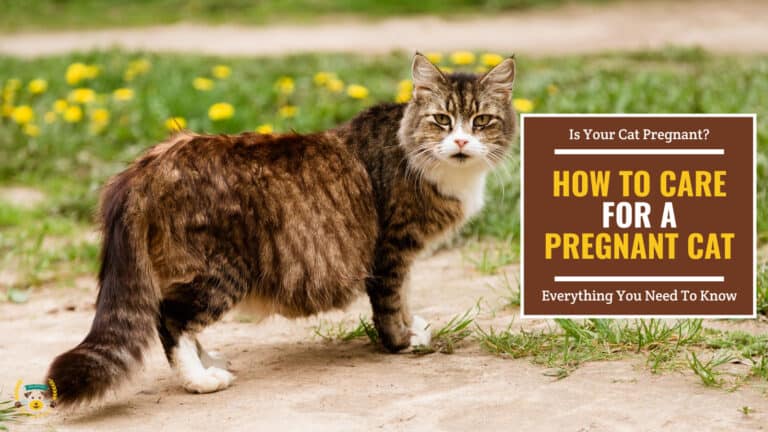 A pregnant cat in the outdoors with grass and flowers in the background. Brown textbox on the right contains the text 