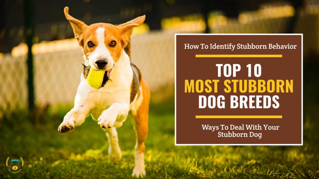 The 10 Most Stubborn Dog Breeds That Are Difficult to Train