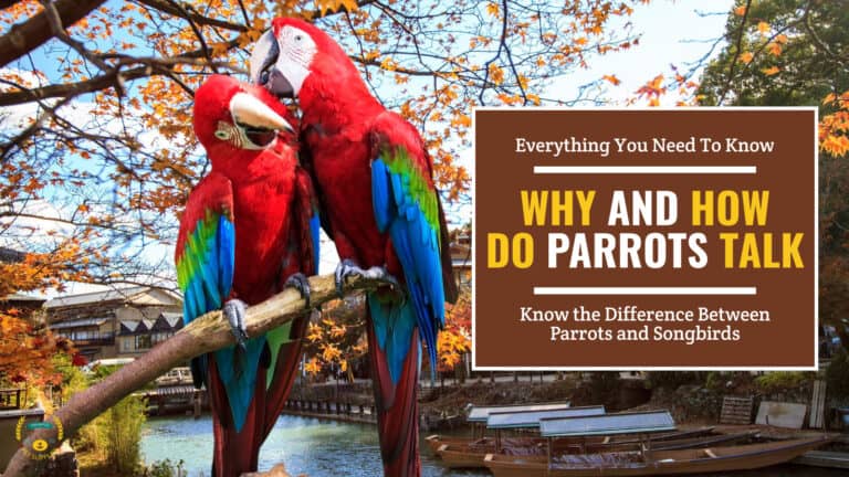 Two parrots perched on a tree branch in a forest. Brown textbox on the right contains the text 