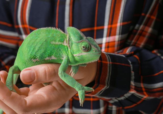 A man wearing a flannel shirt holding a chameleon with one hand