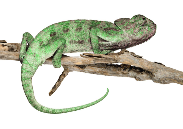 Commongular (Common) Chameleon lying on a branch on white background