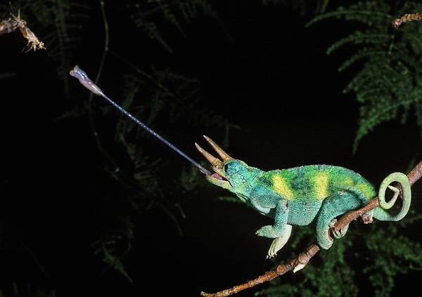 Dwarf Jackson’s chameleon on a tree branch
