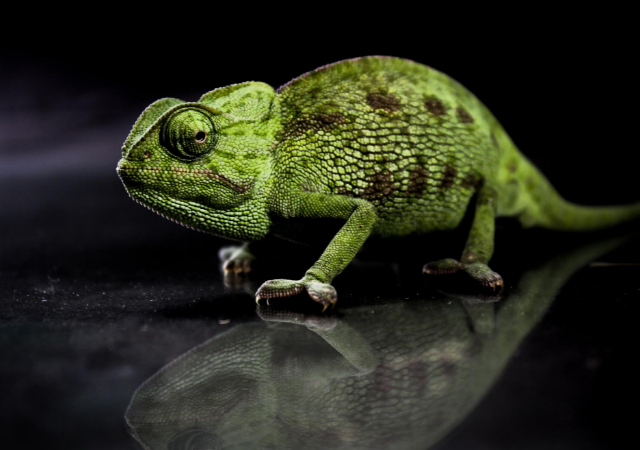 Flap-Necked Chameleon on a reflective black surface on black background