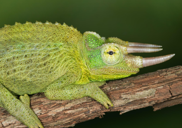 How Much Does A Chameleon Cost? 2023 Price Guide