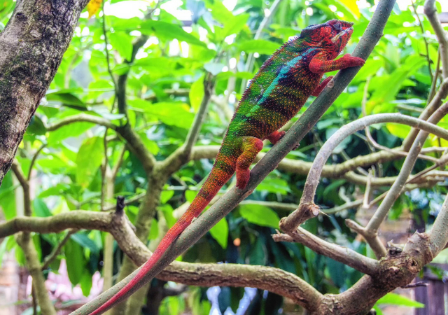 How Much Does A Chameleon Cost? 2023 Price Guide