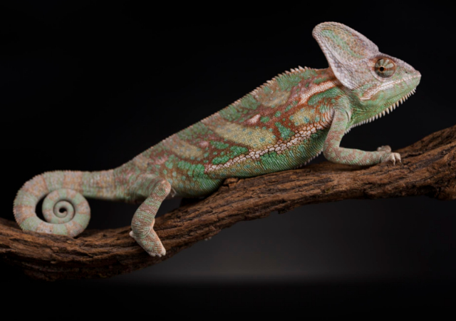 Veiled Chameleon laying on top of a tree branch with black background