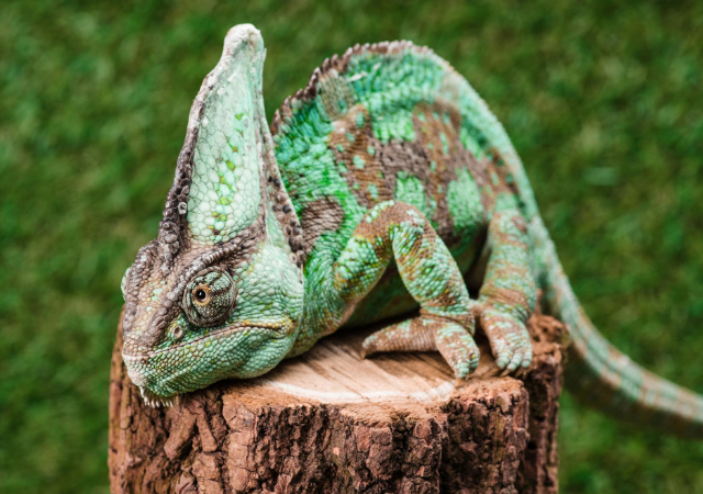 How Much Does A Chameleon Cost? 2023 Price Guide