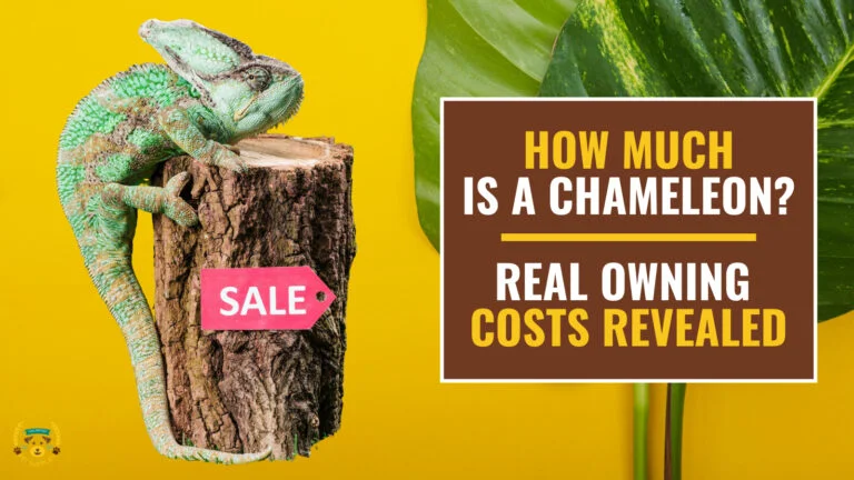 A chameleon on the side of a cut tree trunk with a price tag that says 