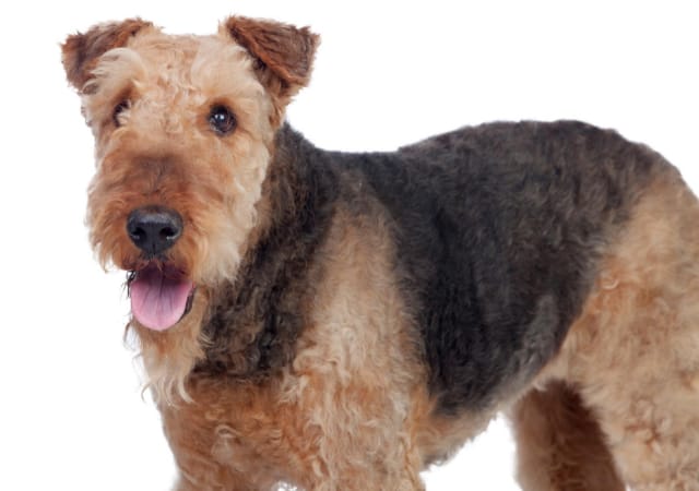 Airedale Terrier on white background
