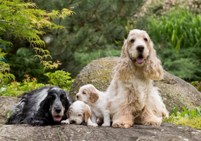 Two adult and puppy American Cocker Spaniels sitting on a rock in the outdoors