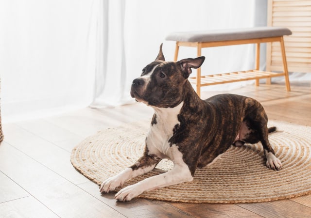 American Staffordshire Terrier inside a house