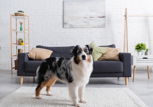 An australian Shepherd standing inside a living room