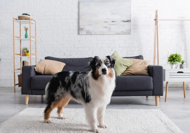An australian Shepherd standing inside a living room