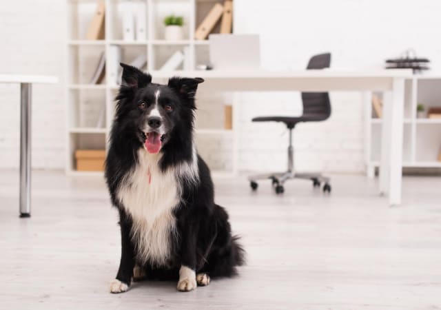 A Border Collie sitting inside an office