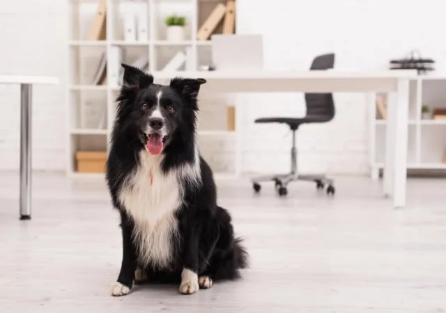 A Border Collie sitting inside an office