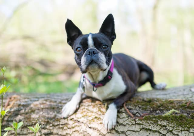 Boston Terrier on a log in the outdoors