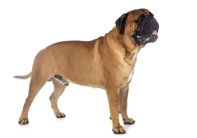 Bullmastiff on white background