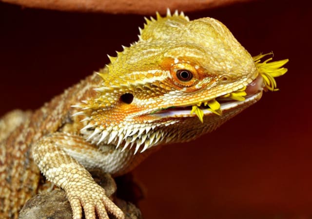 Bearded dragon with leaves in its mouth