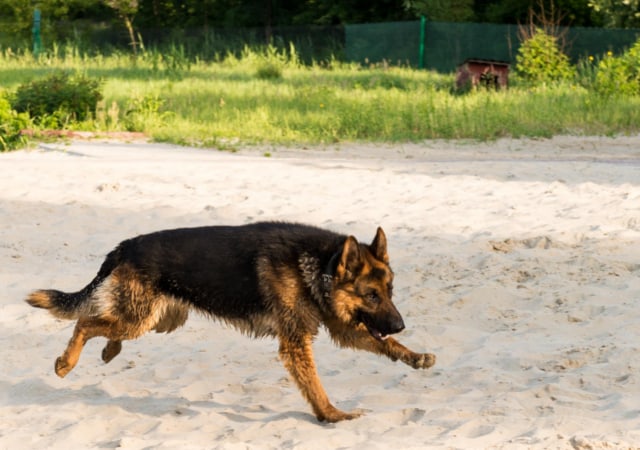 German Shepherd running on the beach