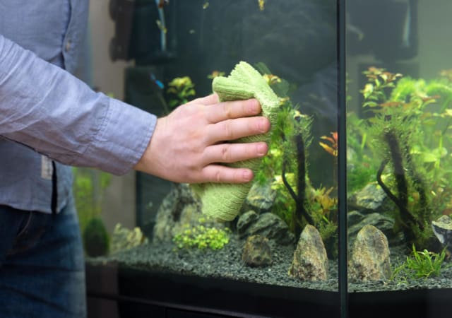 Person cleaning the outside of a fish tank