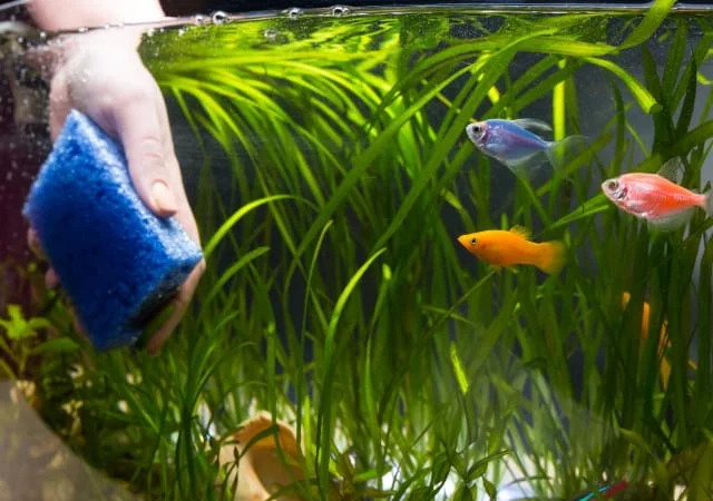 Person's hand inside a fish tank cleaning the inside