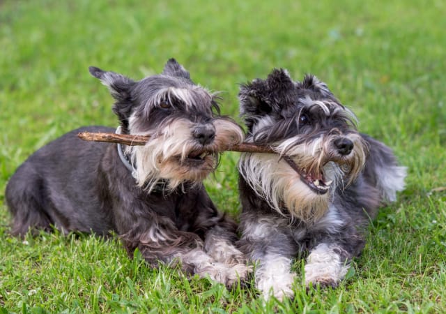 Two Schnauzer dogs playing with a stick in the outdoors