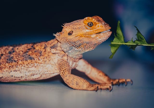 A bearded dragon with a leaf on front of it