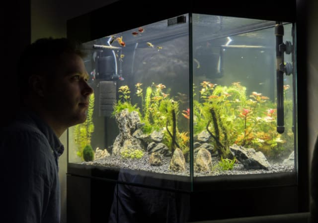 Fish tank in a dark room with a person looking at it