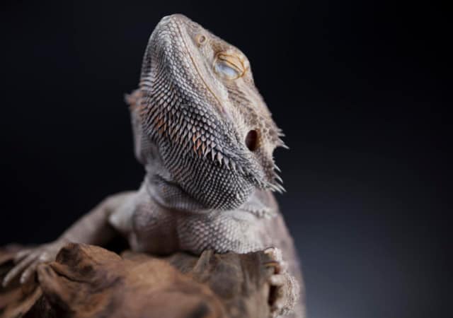 Bearded dragon on tree branch with its eyes closed on a dark background