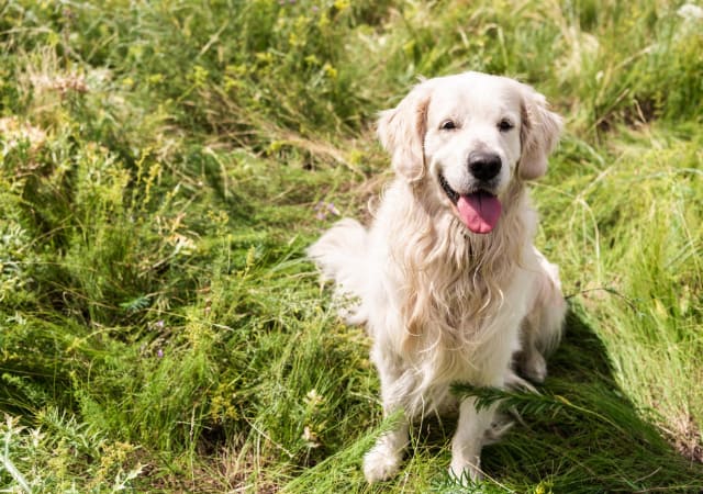 Golden Retriever dog sitting in the outdoors