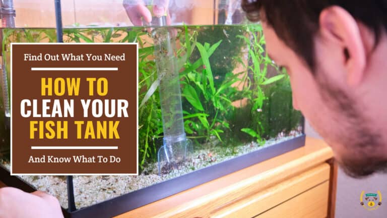 A person cleaning a fish tank. Brown text box on the left contains the text 