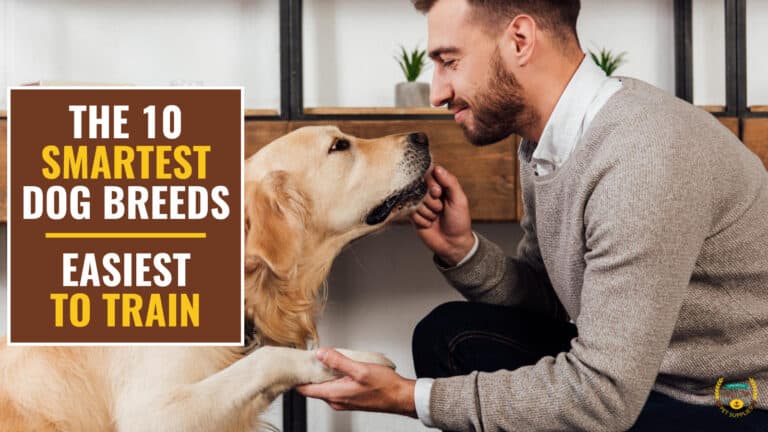 Person teaching a dog a new trick indoors. Brown text box on the left contains the text 