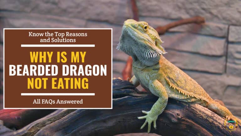 Bearded dragon on a tree branch in an enclosure. Brown text box on the left contains the text 