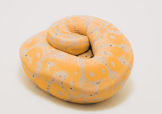Banana Python rolled body