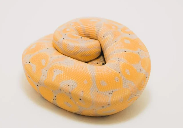 Banana Python rolled body