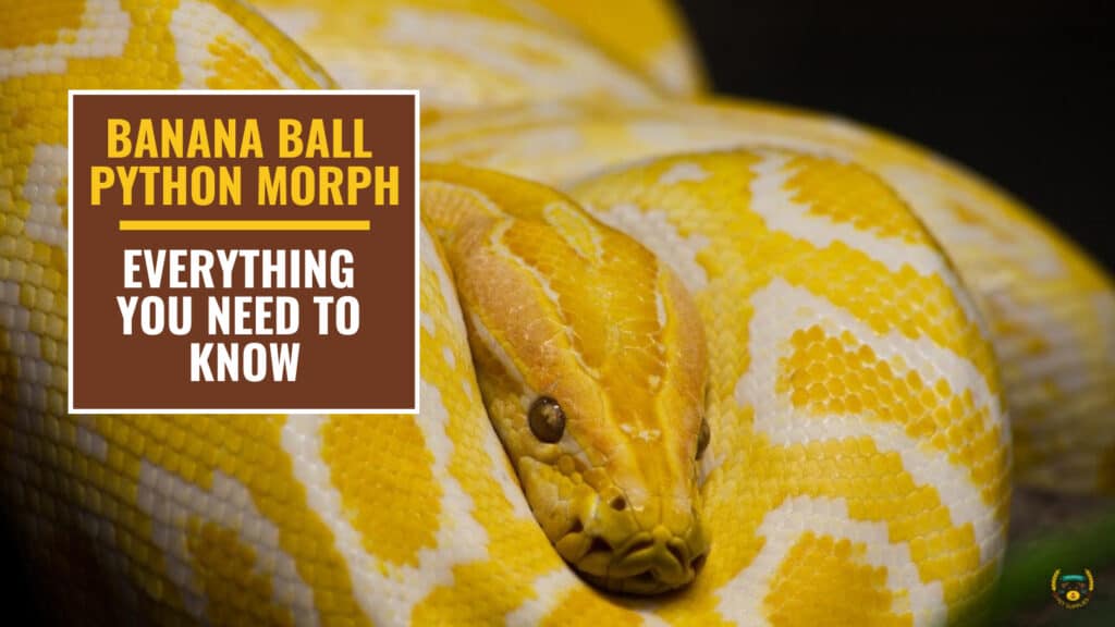 Banana Ball Python Morph: Facts, Size, and Care Guides