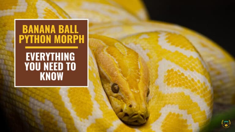 banana ball python morph