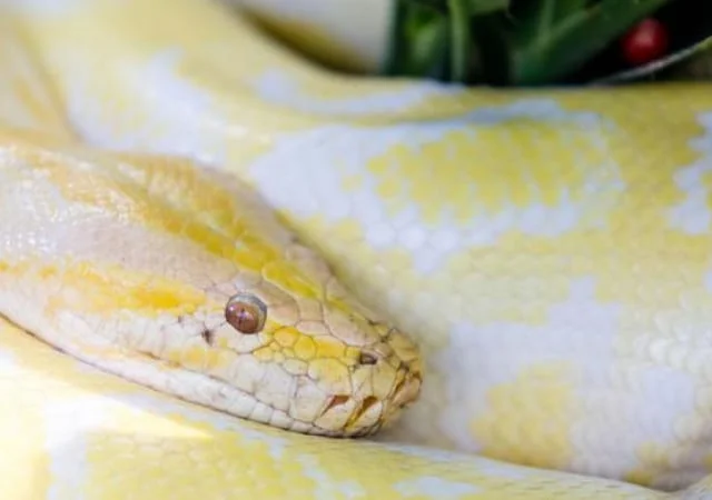 Yellow Ball Python