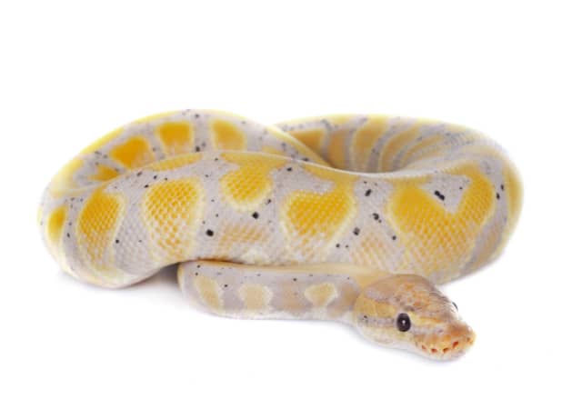 Banana ball python