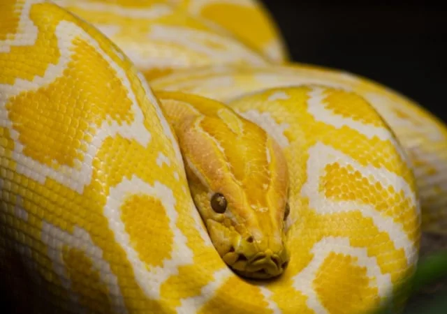 Closer look of a banana python