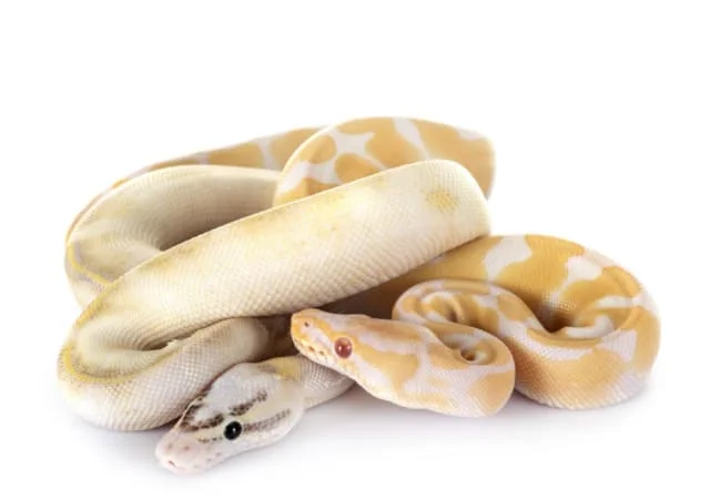 Baby pythons