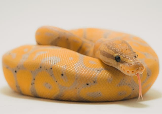 Banana Ball Python