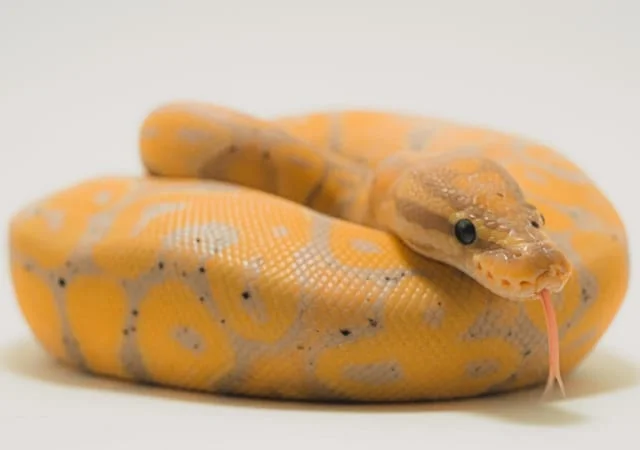 Banana Ball Python