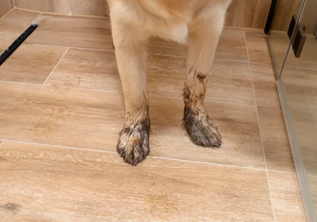 image of dirty dog paws