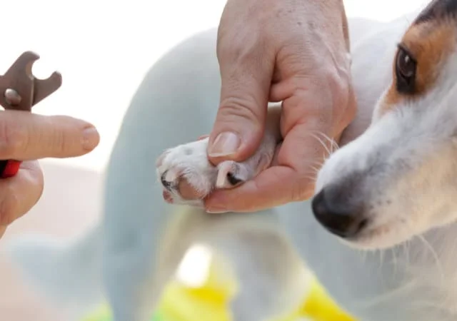 Man clipping dog's nails