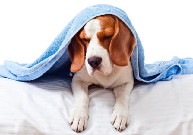 Sick dog lying on a pillow