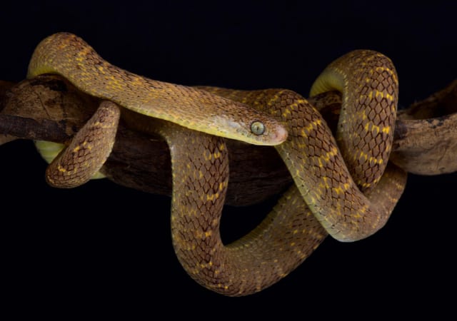 African Egg-Eating Snake
