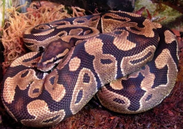 Ball Python